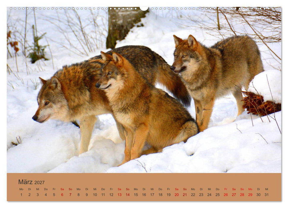 Begegnungen DER WOLF (CALVENDO Wandkalender 2027)