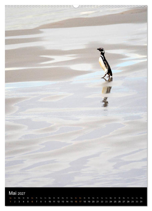 Hallo Pinguin (CALVENDO Premium Wandkalender 2027)