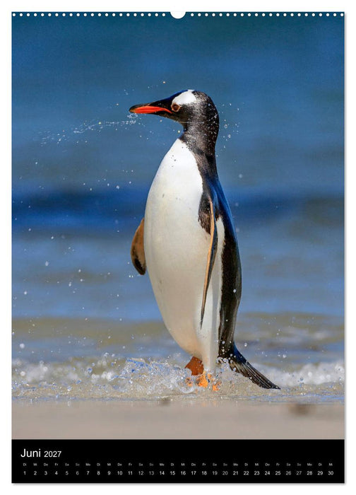 Hallo Pinguin (CALVENDO Premium Wandkalender 2027)
