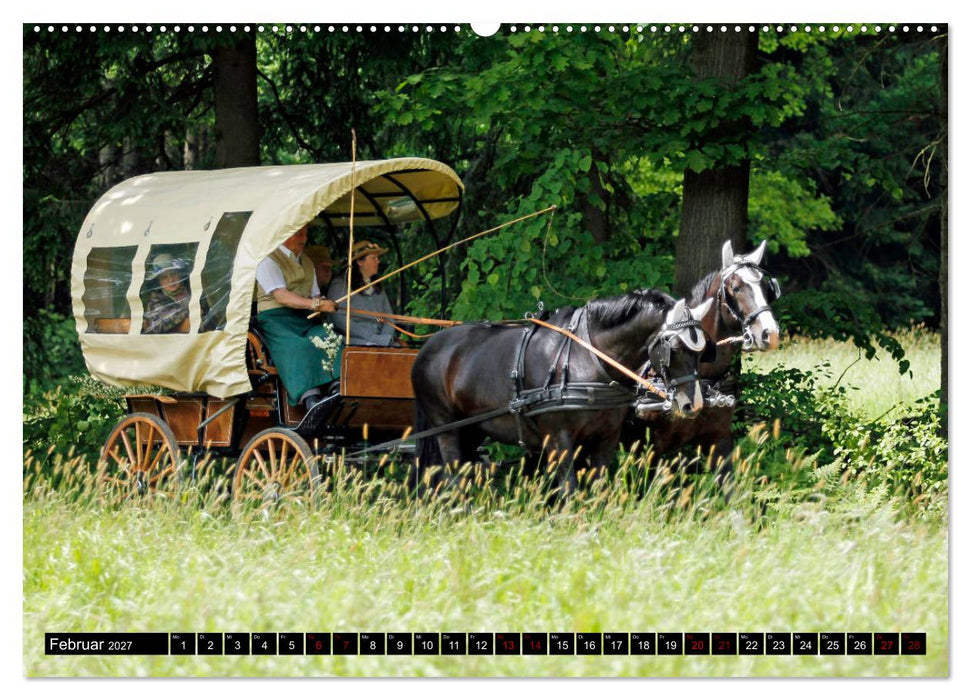 Schwere Warmblüter 2027 (CALVENDO Premium Wandkalender 2027)