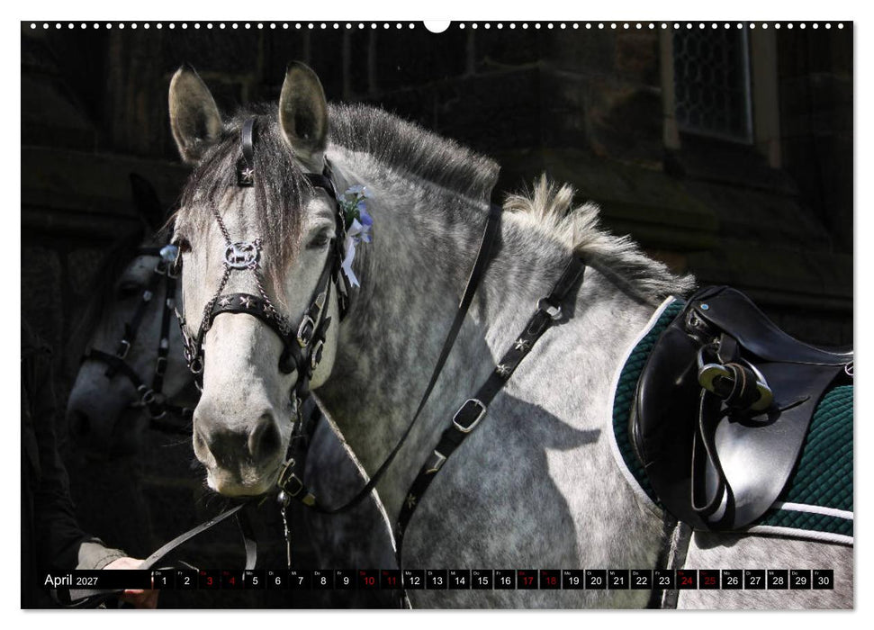 Schwere Warmblüter 2027 (CALVENDO Premium Wandkalender 2027)