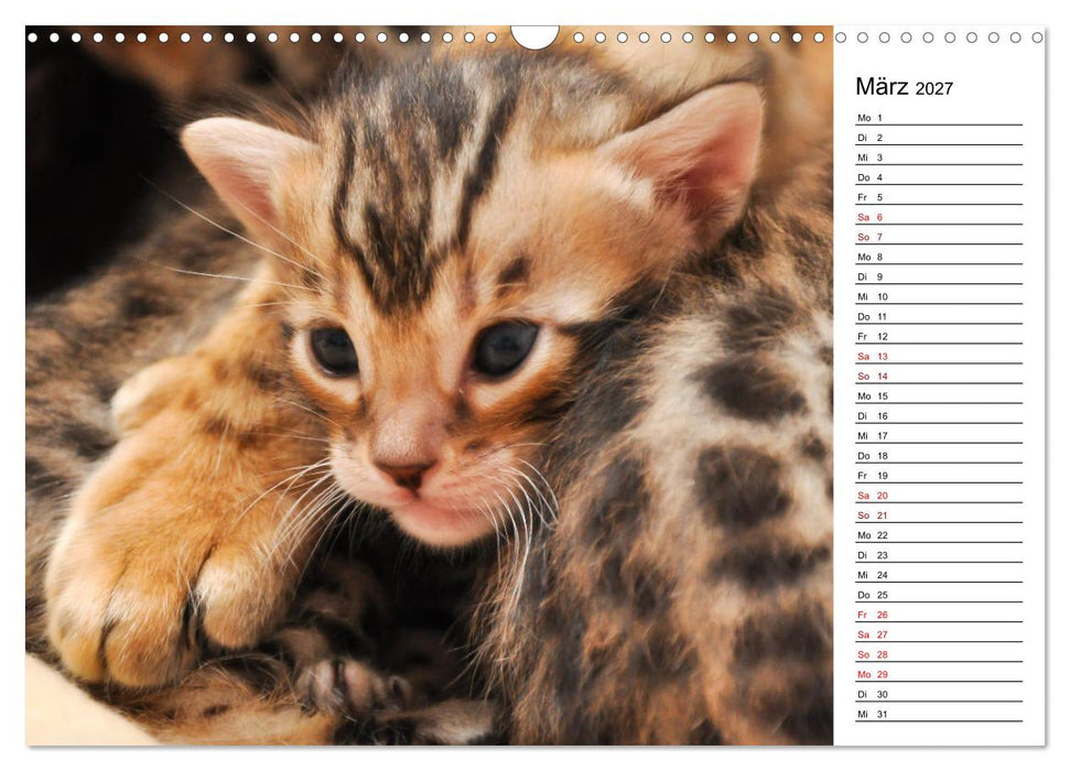Bengal Kätzchen - Der Geburtstagskalender (CALVENDO Wandkalender 2027)