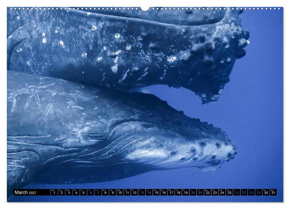 A Whale of a Year (CALVENDO Premium-Calendar 2027)