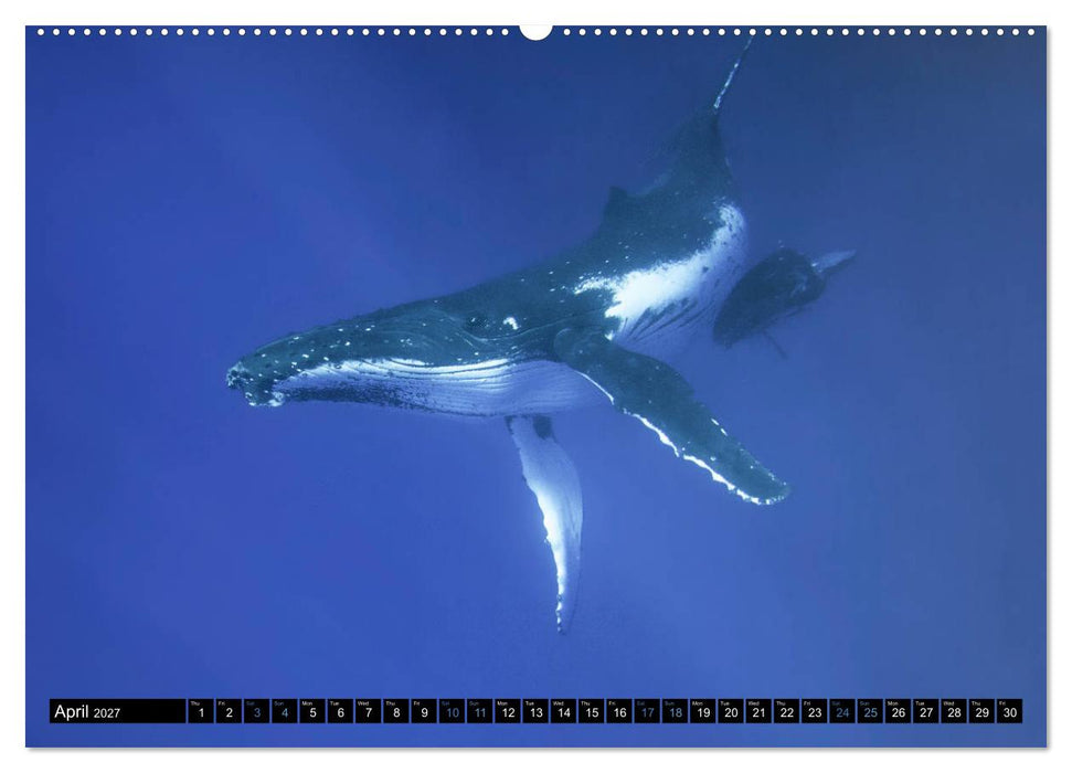 A Whale of a Year (CALVENDO Premium-Calendar 2027)
