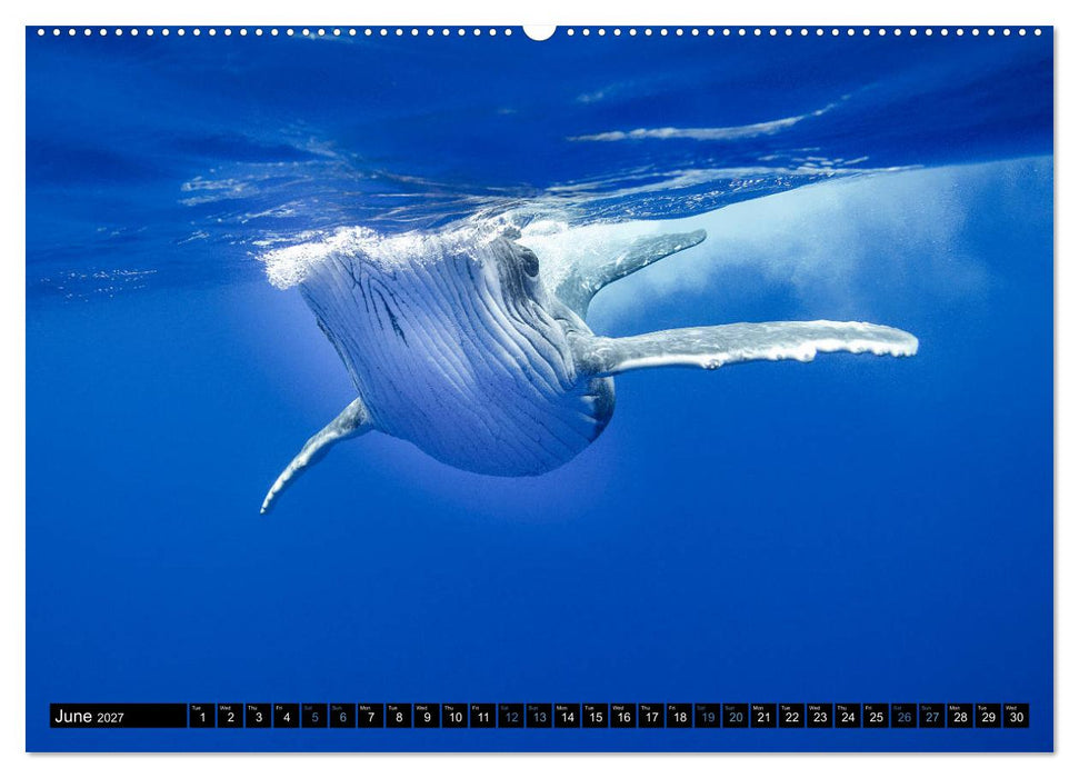 A Whale of a Year (CALVENDO Premium-Calendar 2027)