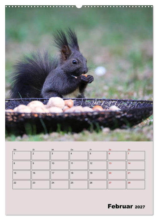 Eichhörnchen - Planer (CALVENDO Wandkalender 2027)