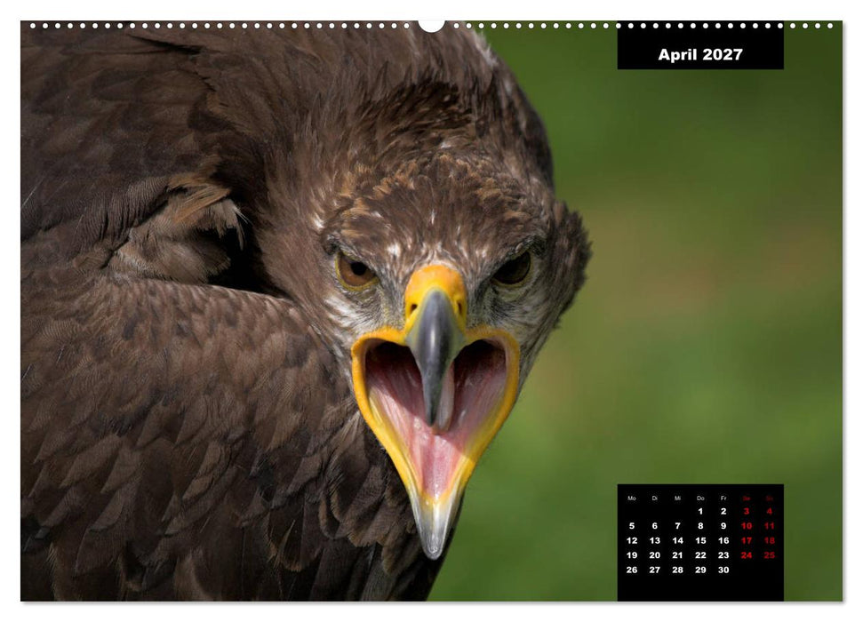 Greifvögel - Herrscher der Lüfte (CALVENDO Wandkalender 2027)