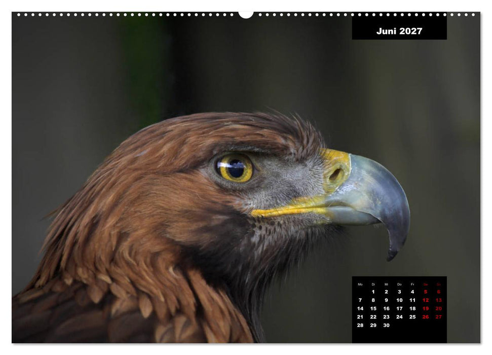 Greifvögel - Herrscher der Lüfte (CALVENDO Wandkalender 2027)