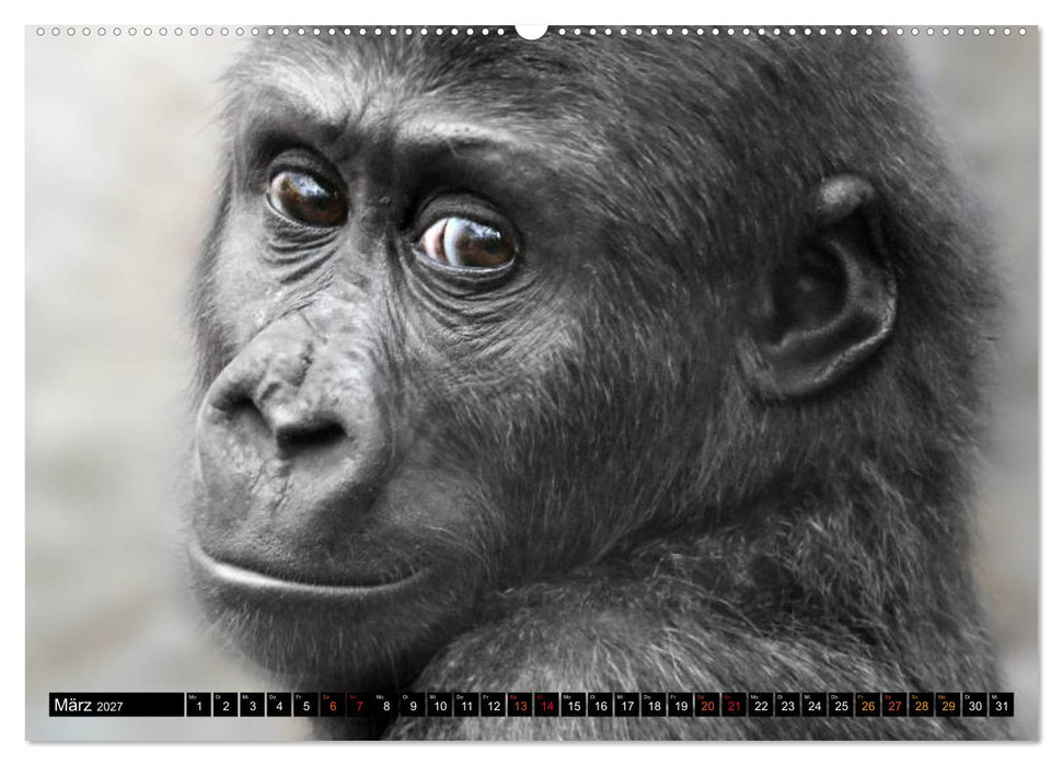 MENSCHEN-AFFEN-KINDER (CALVENDO Premium Wandkalender 2027)