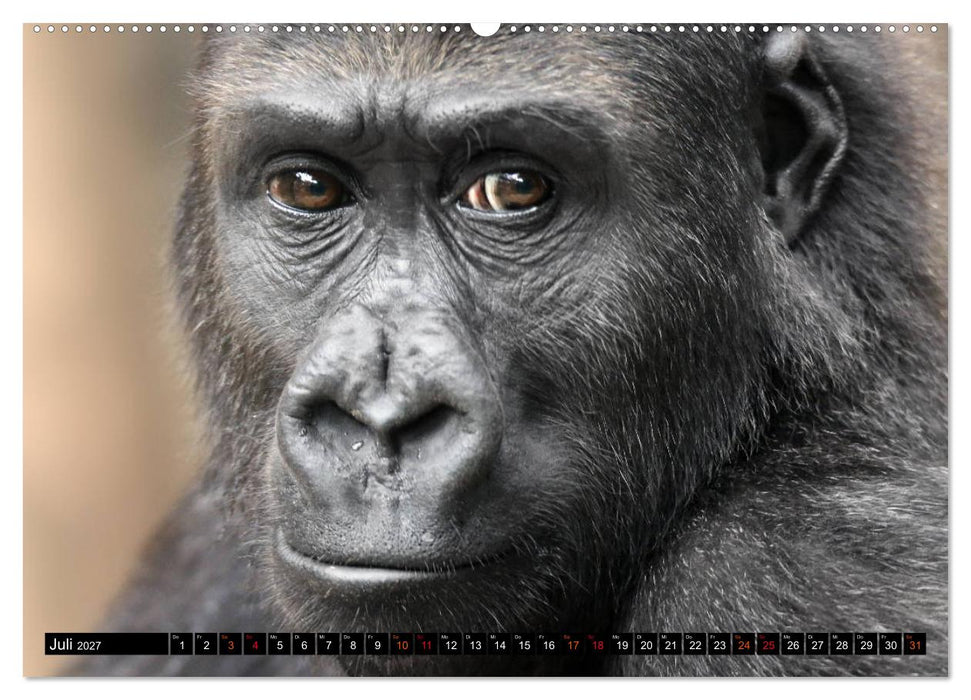 MENSCHEN-AFFEN-KINDER (CALVENDO Premium Wandkalender 2027)