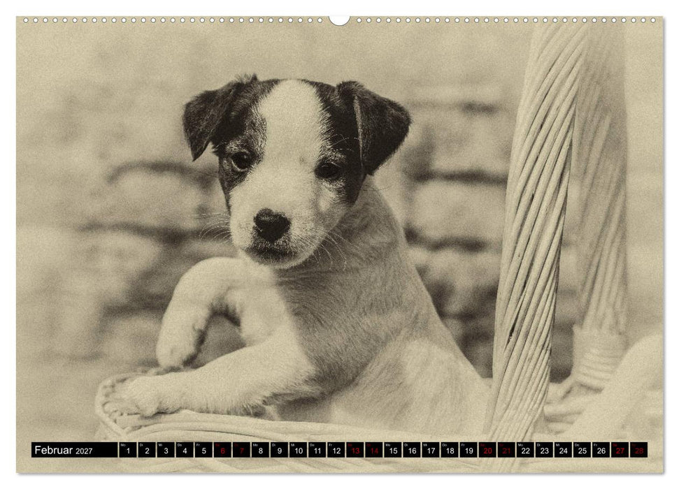 Parson Jack Russel Welpen (CALVENDO Wandkalender 2027)