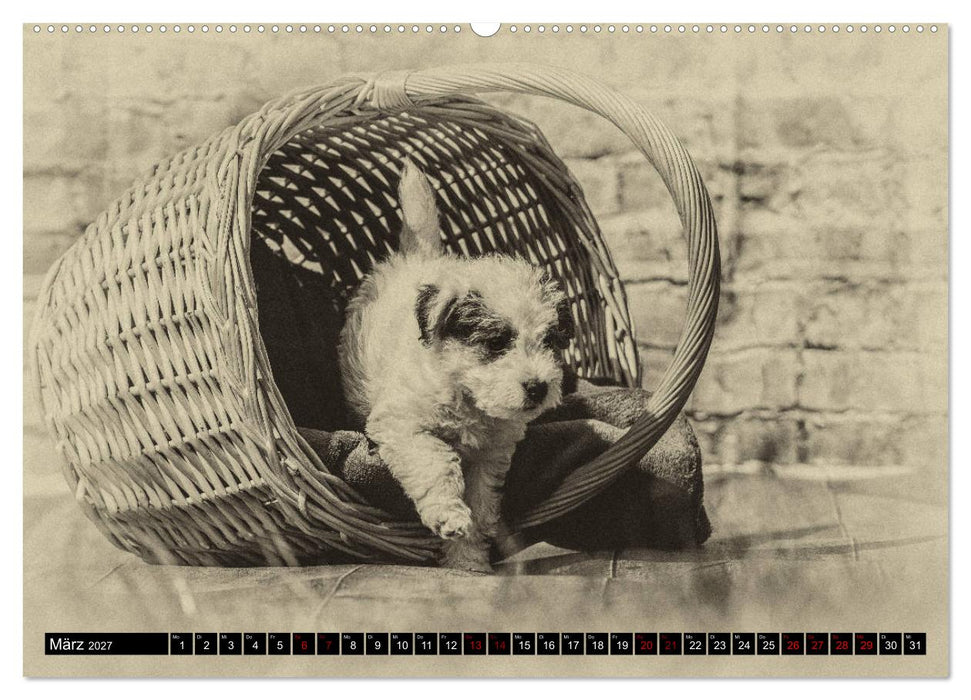 Parson Jack Russel Welpen (CALVENDO Wandkalender 2027)