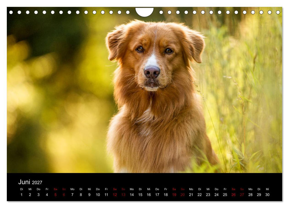 Toller - Nova Scotia Duck Tolling Retriever (CALVENDO Wandkalender 2027)