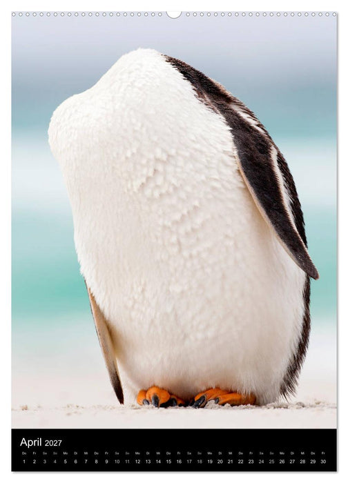 Hallo Pinguin (CALVENDO Wandkalender 2027)