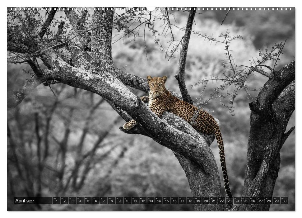 spotlight tansania (CALVENDO Premium Wandkalender 2027)