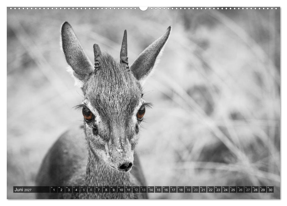 spotlight tansania (CALVENDO Premium Wandkalender 2027)