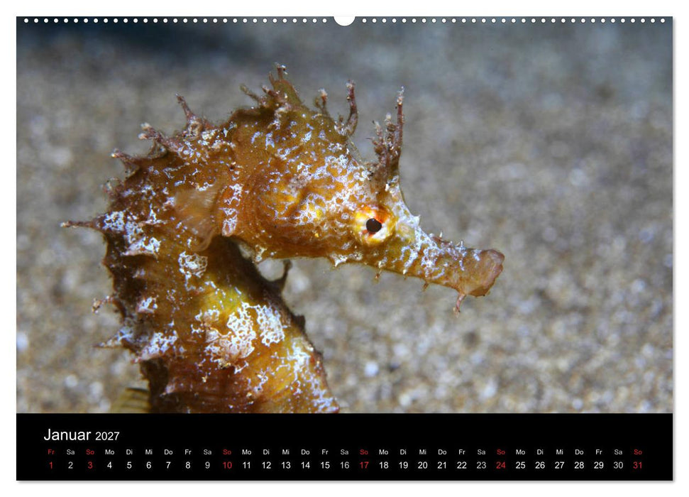 Bilder der Tiefe 2027 (CALVENDO Wandkalender 2027)