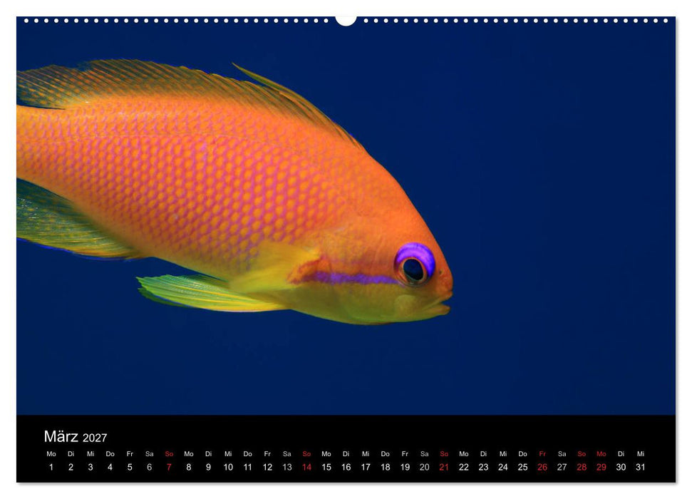 Bilder der Tiefe 2027 (CALVENDO Wandkalender 2027)