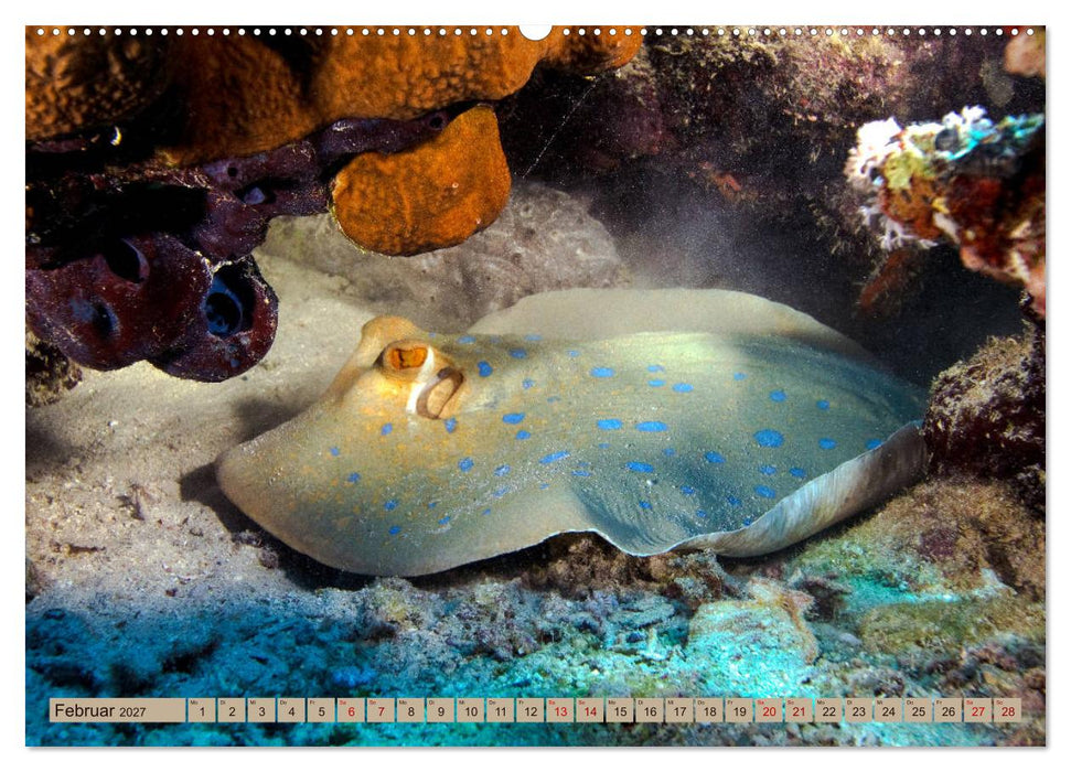 Farbenfrohes Meer (CALVENDO Premium Wandkalender 2027)