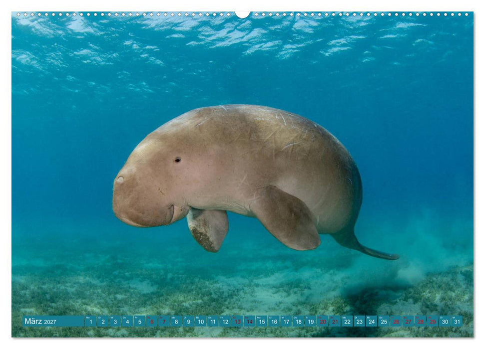 Tauchen, Fische und Meer (CALVENDO Wandkalender 2027)