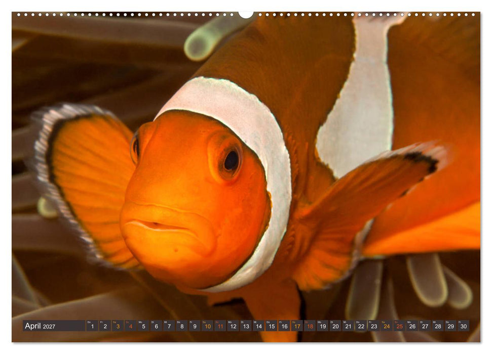 Tauchen, Fische und Meer (CALVENDO Wandkalender 2027)