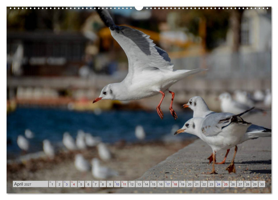 Der malerische Pfäffikersee (CALVENDO Premium Wandkalender 2027)