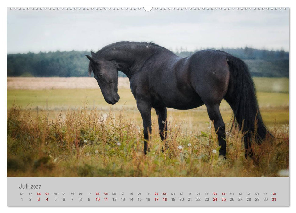 Pferde - Anmut, Eleganz, Magie (CALVENDO Premium Wandkalender 2027)