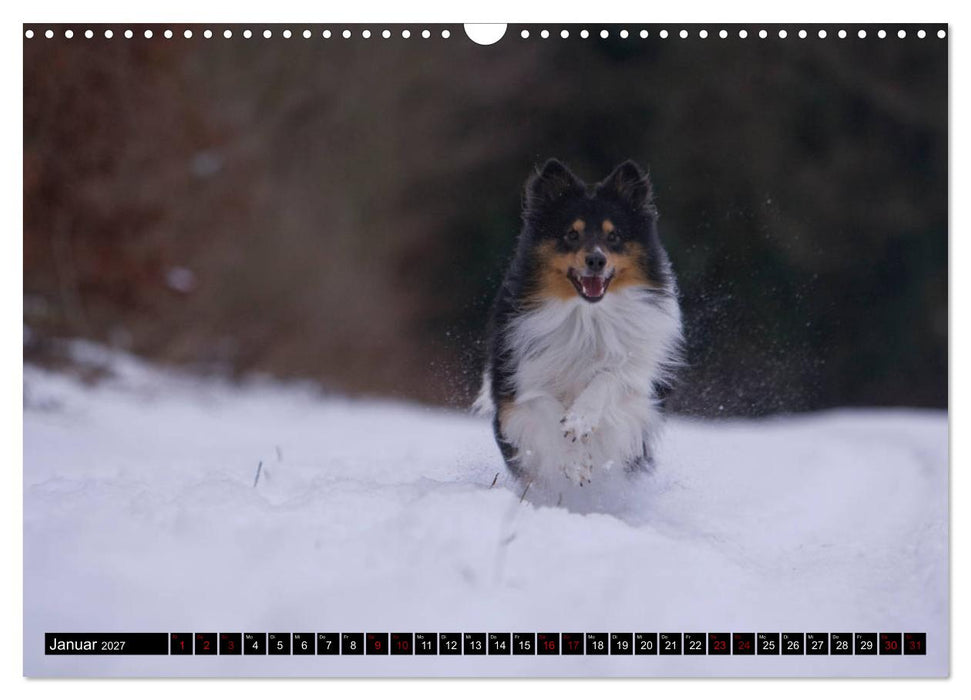 Shetland Sheepdogs - Kleine Charmeure (CALVENDO Wandkalender 2027)