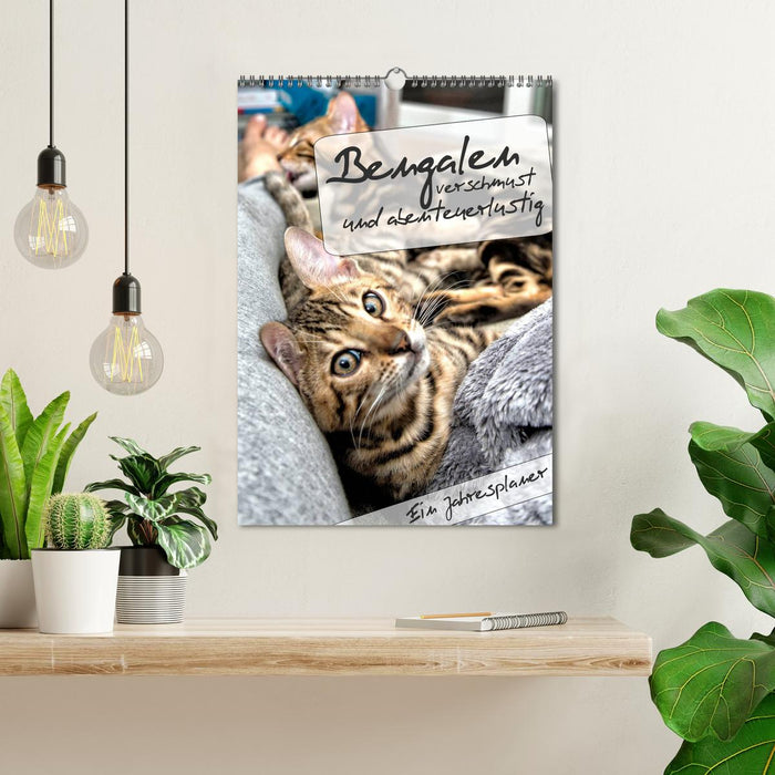Bengalen - verschmust und abenteuerlustig (CALVENDO Wandkalender 2027)