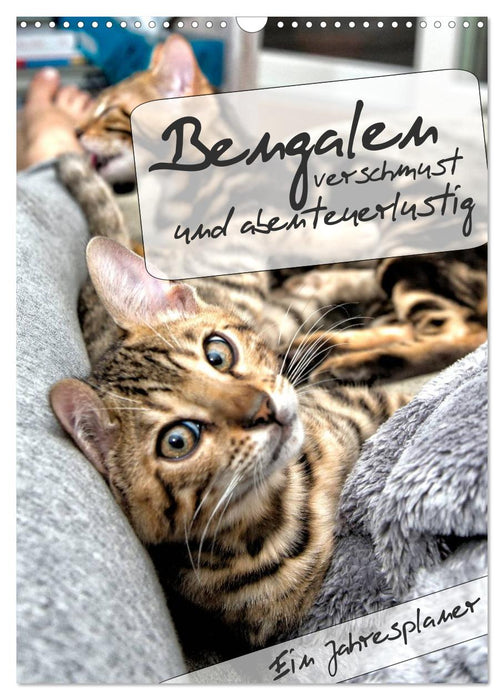 Bengalen - verschmust und abenteuerlustig (CALVENDO Wandkalender 2027)