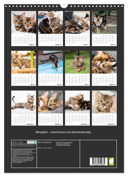 Bengalen - verschmust und abenteuerlustig (CALVENDO Wandkalender 2027)
