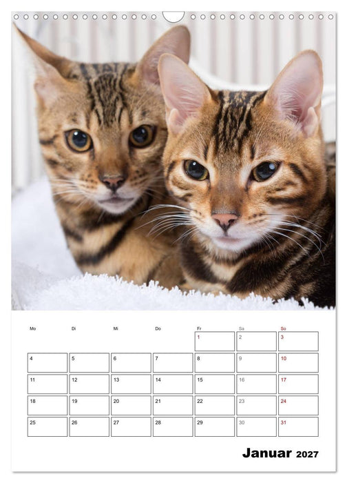 Bengalen - verschmust und abenteuerlustig (CALVENDO Wandkalender 2027)