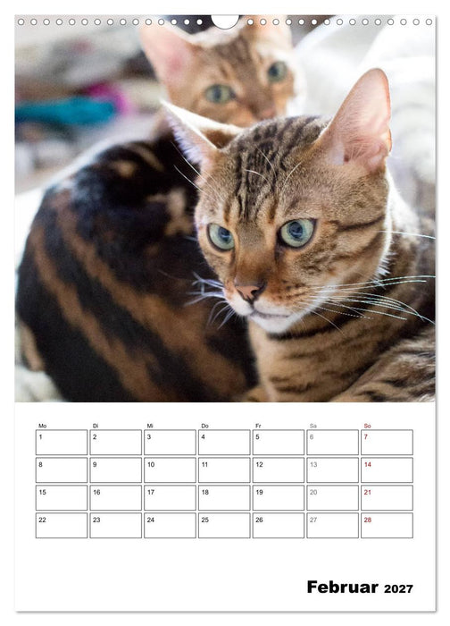 Bengalen - verschmust und abenteuerlustig (CALVENDO Wandkalender 2027)