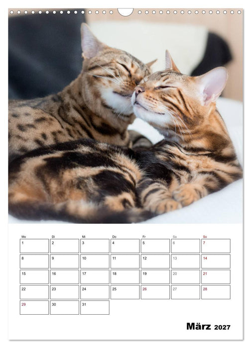 Bengalen - verschmust und abenteuerlustig (CALVENDO Wandkalender 2027)