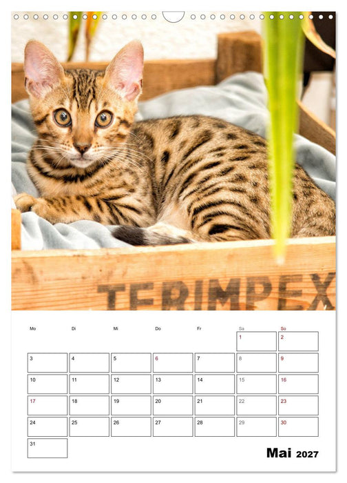 Bengalen - verschmust und abenteuerlustig (CALVENDO Wandkalender 2027)