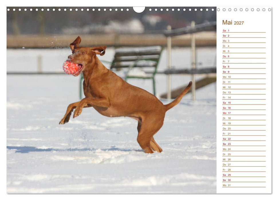 Familienplaner - Magyar Vizsla (CALVENDO Wandkalender 2027)
