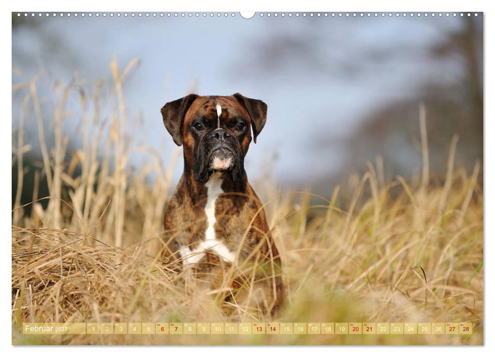 Gut - besser - Boxer (CALVENDO Wandkalender 2027)