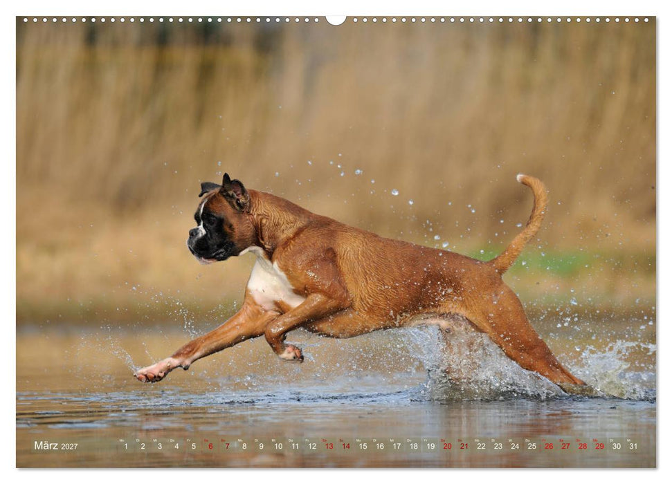 Gut - besser - Boxer (CALVENDO Wandkalender 2027)