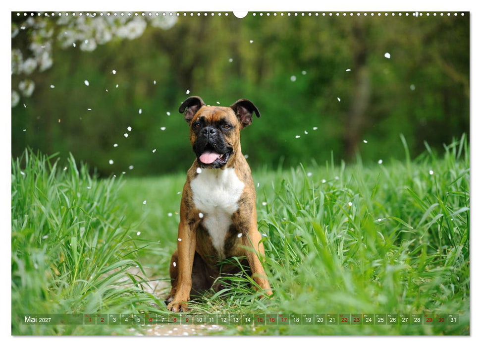 Gut - besser - Boxer (CALVENDO Wandkalender 2027)