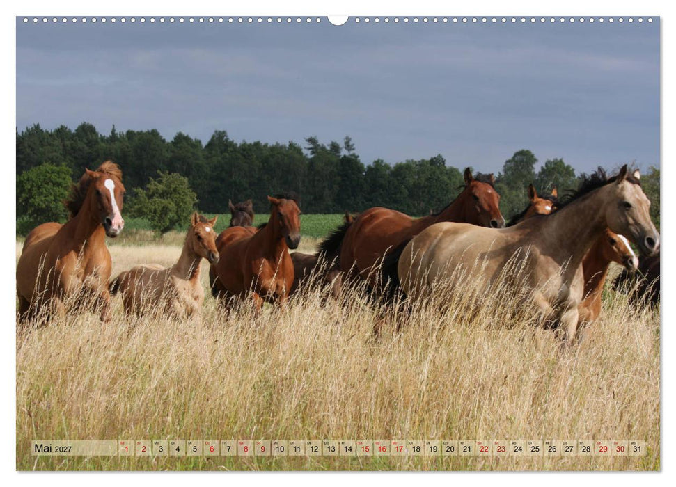 Quarter Horses - Die größte Zuchtbuchrasse der Welt (CALVENDO Premium Wandkalender 2027)
