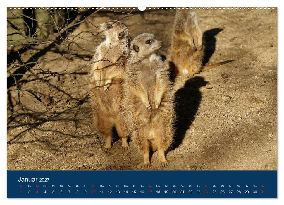 Erdmännchen - Zusammen sind wir stark (CALVENDO Premium Wandkalender 2027)