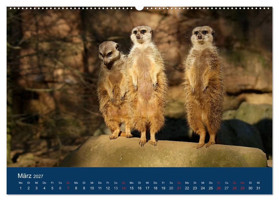 Erdmännchen - Zusammen sind wir stark (CALVENDO Premium Wandkalender 2027)