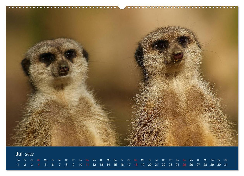 Erdmännchen - Zusammen sind wir stark (CALVENDO Premium Wandkalender 2027)