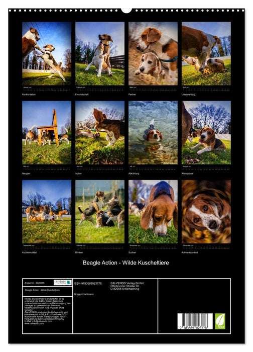 Beagle Action - Wilde Kuscheltiere (CALVENDO Premium Wandkalender 2027)