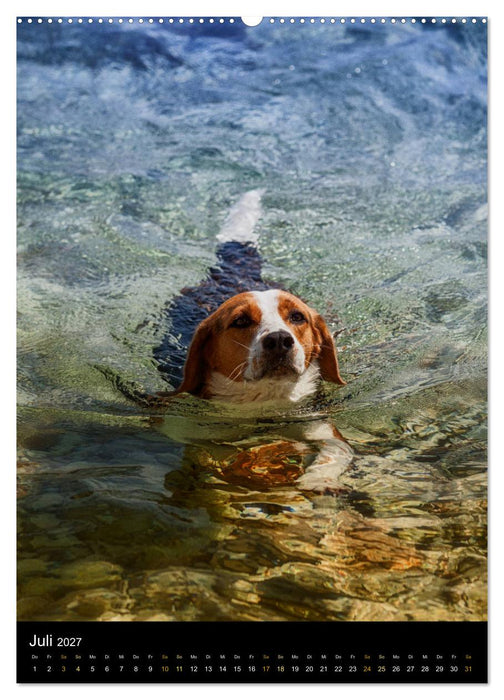 Beagle Action - Wilde Kuscheltiere (CALVENDO Premium Wandkalender 2027)
