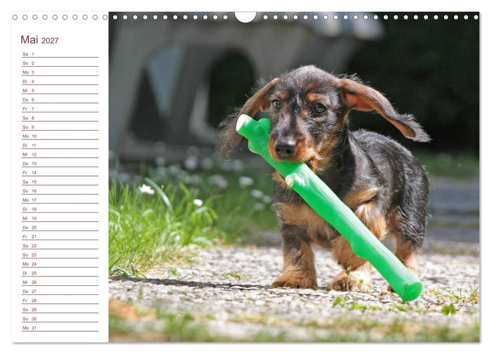 Familienplaner - Liebenswerte Rabauken - Rauhaardackel (CALVENDO Wandkalender 2027)