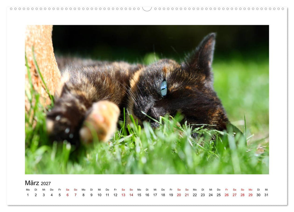 Straßentiger auf Samtpfoten (CALVENDO Premium Wandkalender 2027)