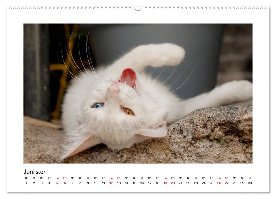 Straßentiger auf Samtpfoten (CALVENDO Premium Wandkalender 2027)