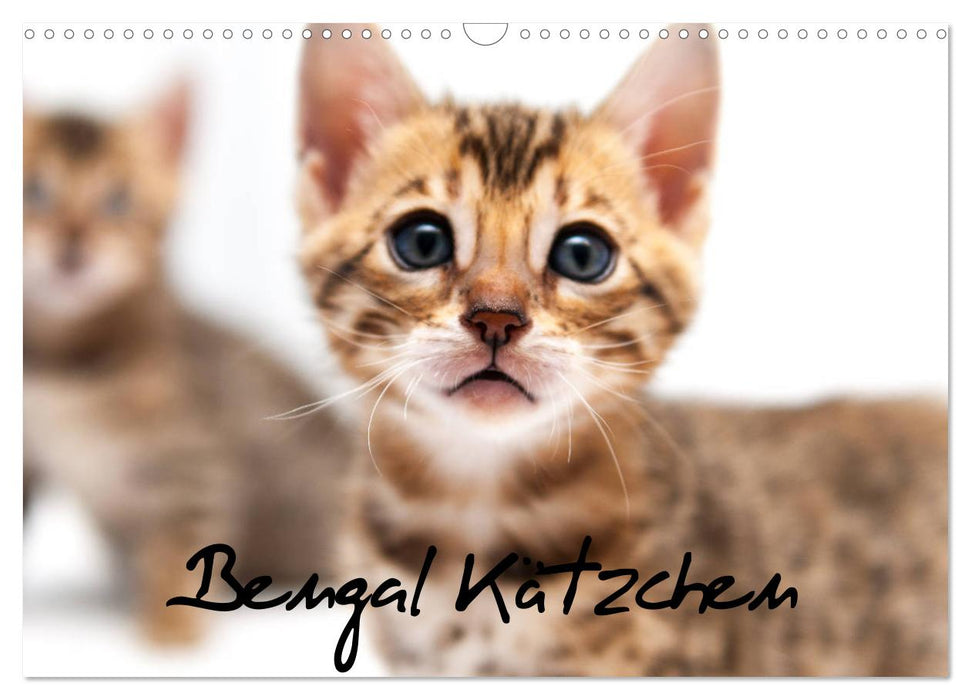 Bengal Kätzchen (CALVENDO Wandkalender 2027)