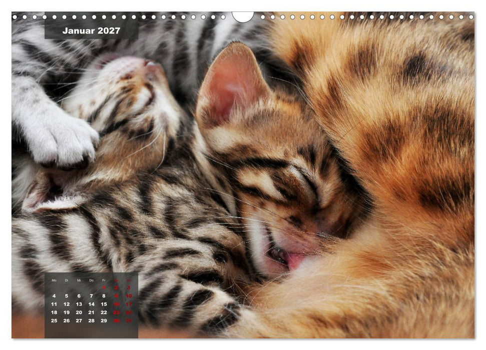 Bengal Kätzchen (CALVENDO Wandkalender 2027)